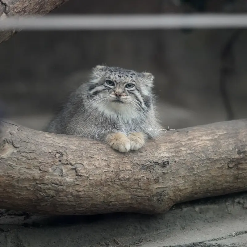 Фотография Аз в Царстве Животных Кобе