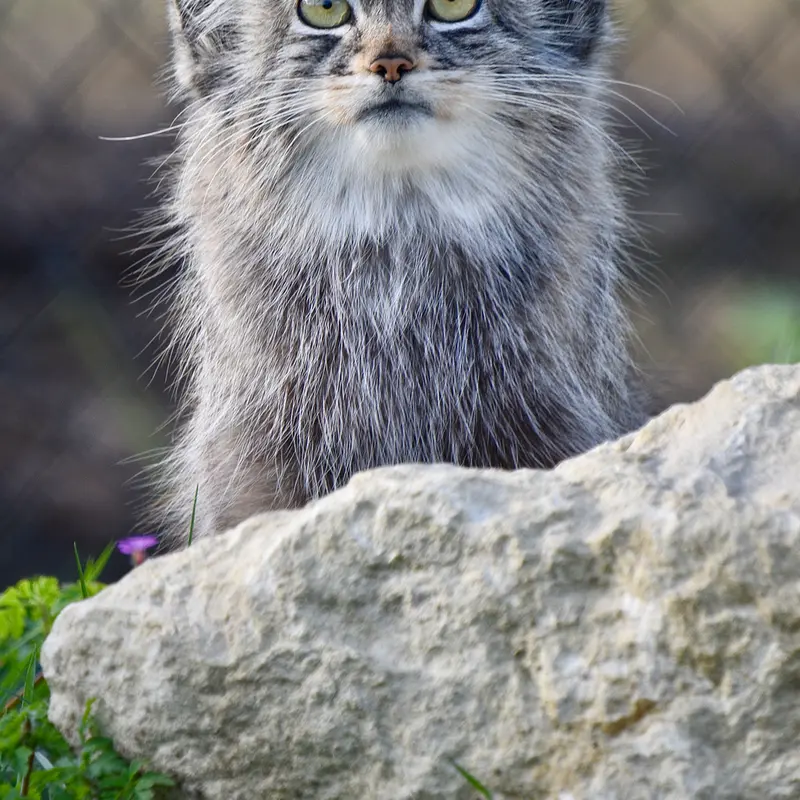 Фотография Хараа в Парке диких животных Порт-Лимпн