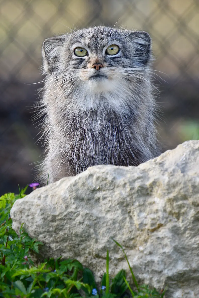 Фотография Хараа в Парке диких животных Порт-Лимпн