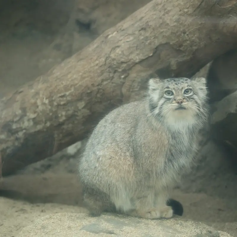 Фотография Аз в Царстве Животных Кобе