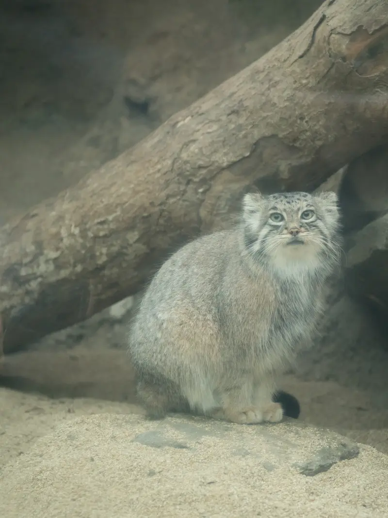 Фотография Аз в Царстве Животных Кобе