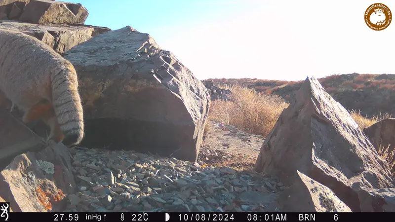 Фотография Сибирского Манула с фотоловушки Киикбай [новинка]