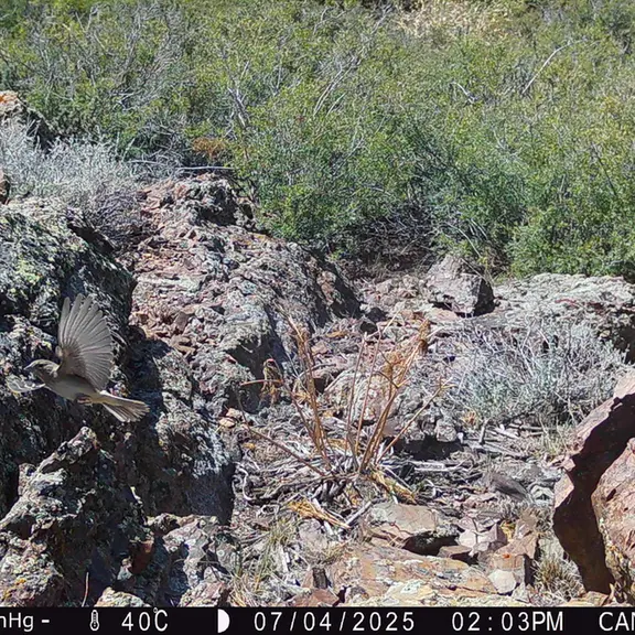 Фотография с манулом с фотоловушки Жунды 3 [новинка]