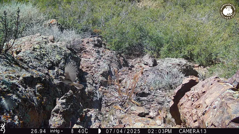 Фотография с манулом с фотоловушки Жунды 3 [новинка]