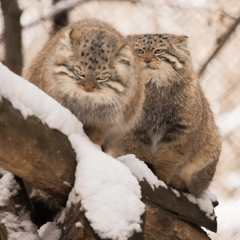 Фотография Евчика 2024 Г.р. Ⅰ и Сычика в Новосибирском Зоопарке