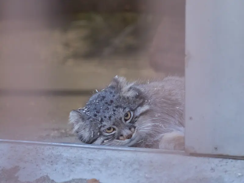 Фотография Фиги в Зоопарке Ногеяме