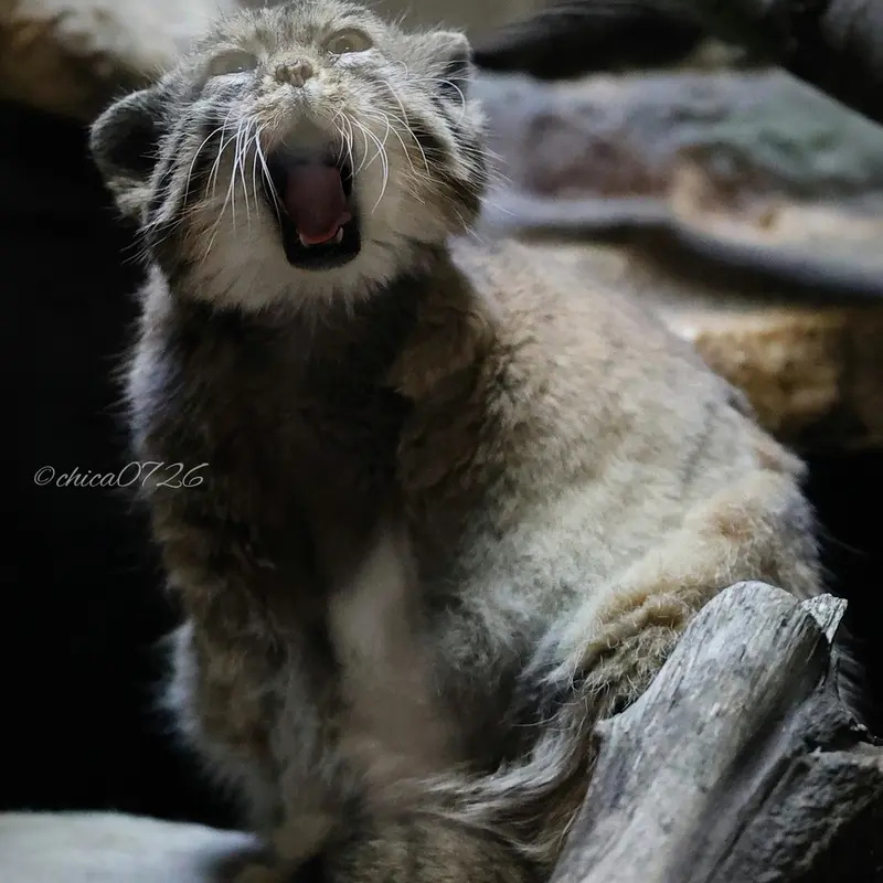 Фотография Примулы в Зоопарке Уено