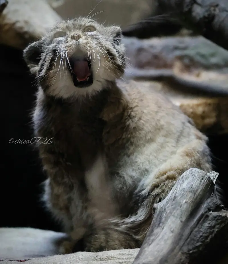 Фотография Примулы в Зоопарке Уено