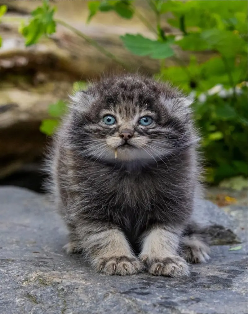 Фотография с манулом