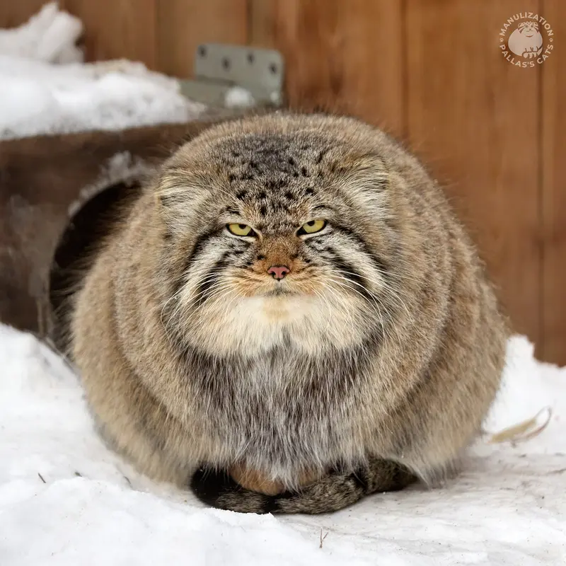 Фотография Кима в Новосибирском Зоопарке