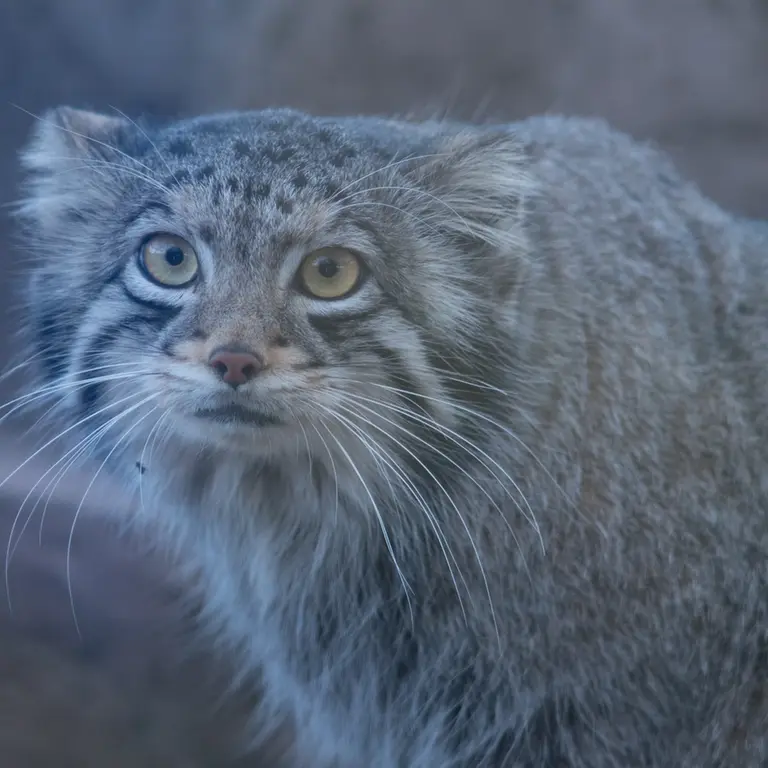 Фотография Ото в Детском зоопарке Сайтама
