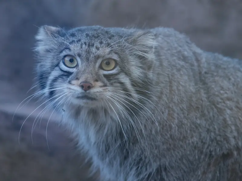 Фотография Ото в Детском зоопарке Сайтама