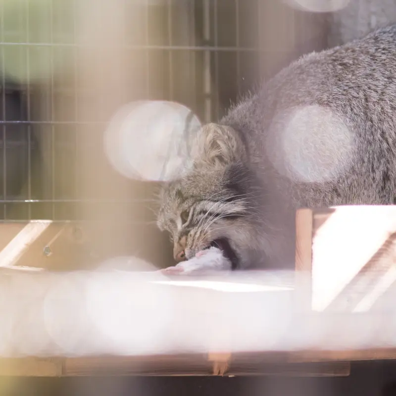 Фотография Фиги в Зоопарке Ногеяме