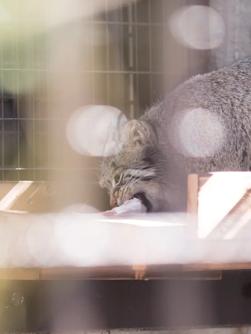 Фотография Фиги в Зоопарке Ногеяме