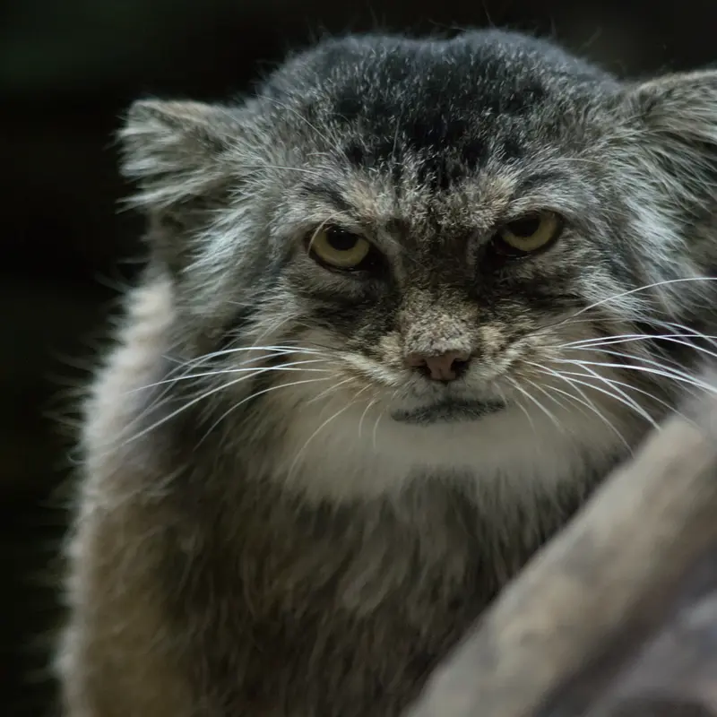 Фотография Примулы в Зоопарке Уено