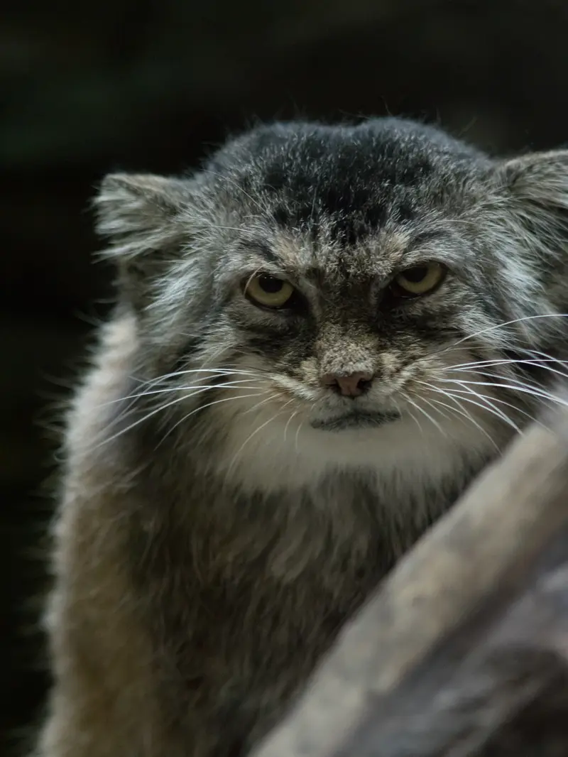 Фотография Примулы в Зоопарке Уено