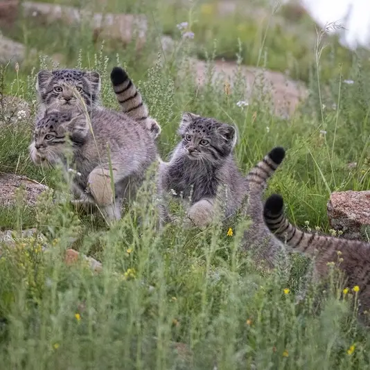 Фотография с манулом