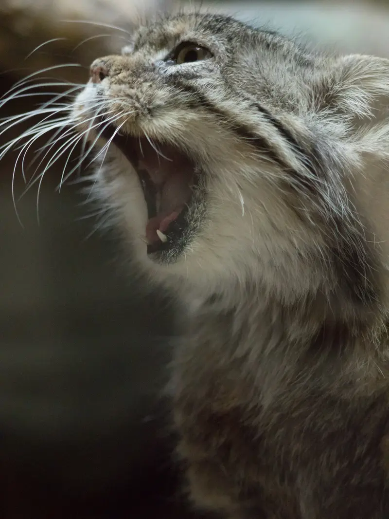 Фотография Примулы в Зоопарке Уено