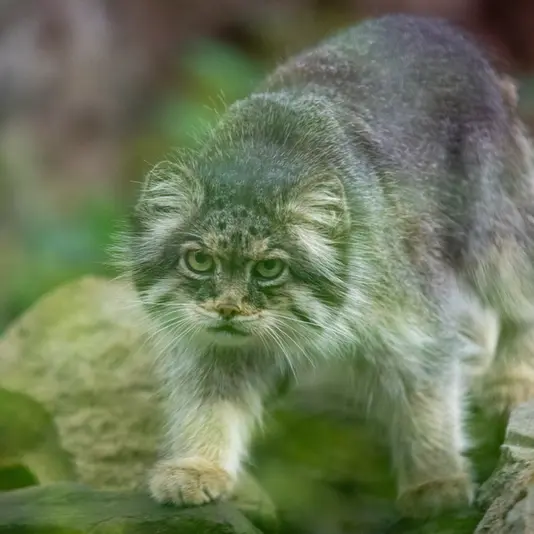 Фотография Паццо в Лодзинском Зоопарке