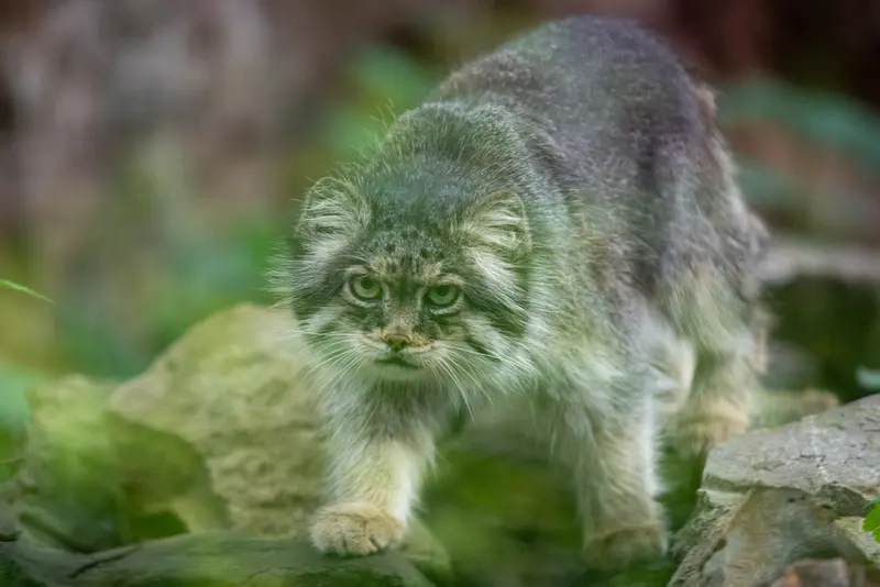 Фотография Паццо в Лодзинском Зоопарке