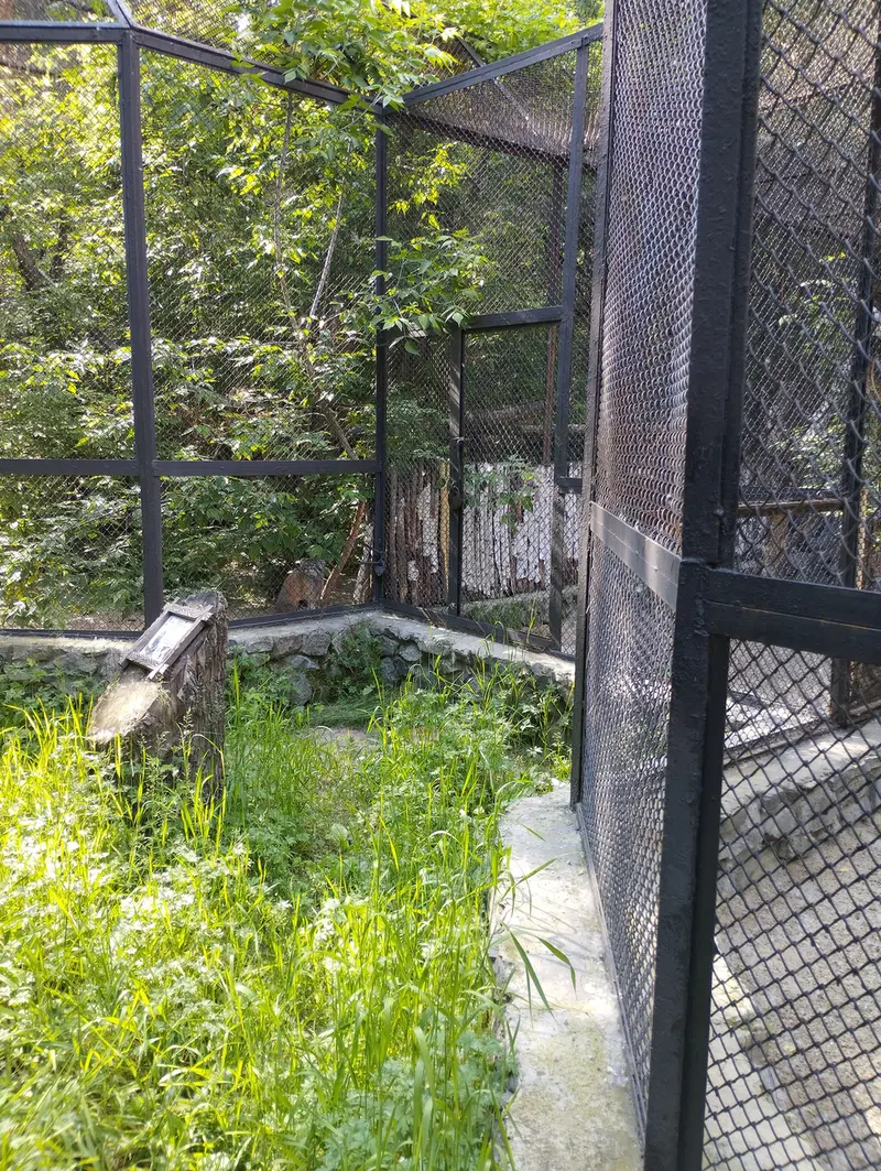 Фотография с манулом в Новосибирском Зоопарке