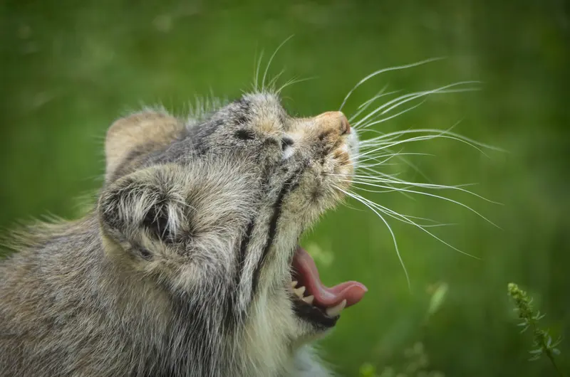 Фотография Агнеты в Зоопарке Паркен