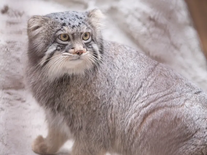 Фотография Фиги в Зоопарке Ногеяме