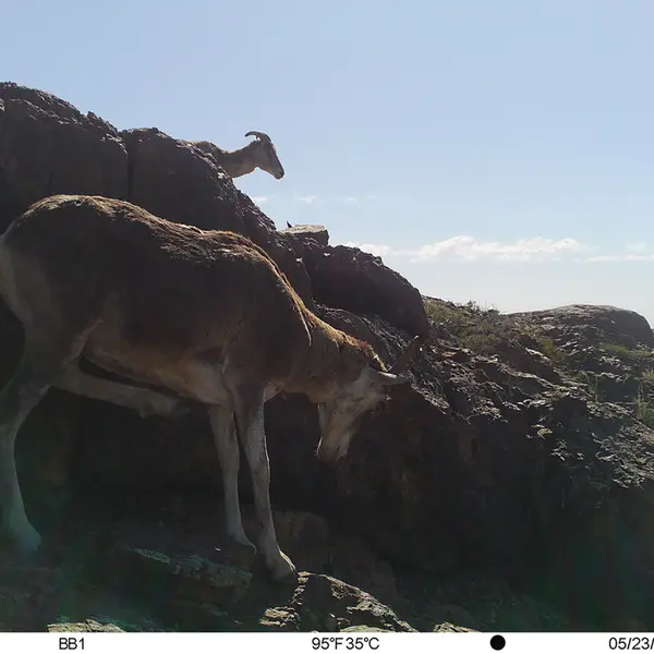 Фотография Аргали с фотоловушки Актас-Кункора