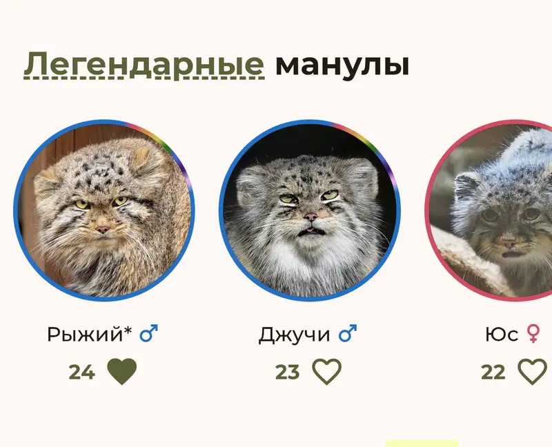 Фотография с манулом