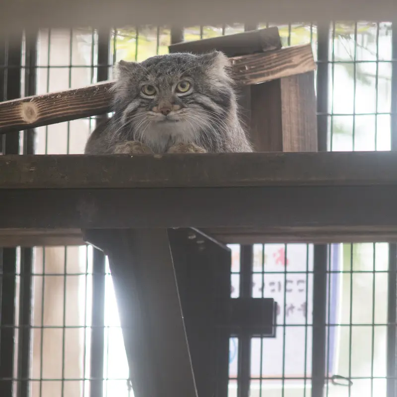 Фотография Фиги в Зоопарке Ногеяме