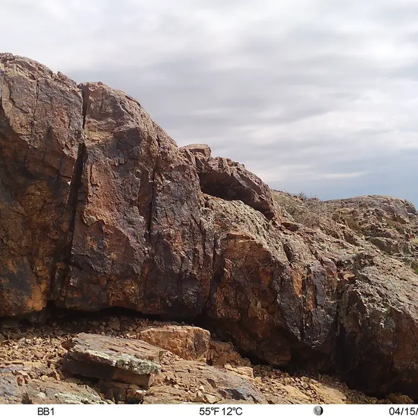 Фотография Плоскочерепнаи Полёвки с фотоловушки Актас-Кункора