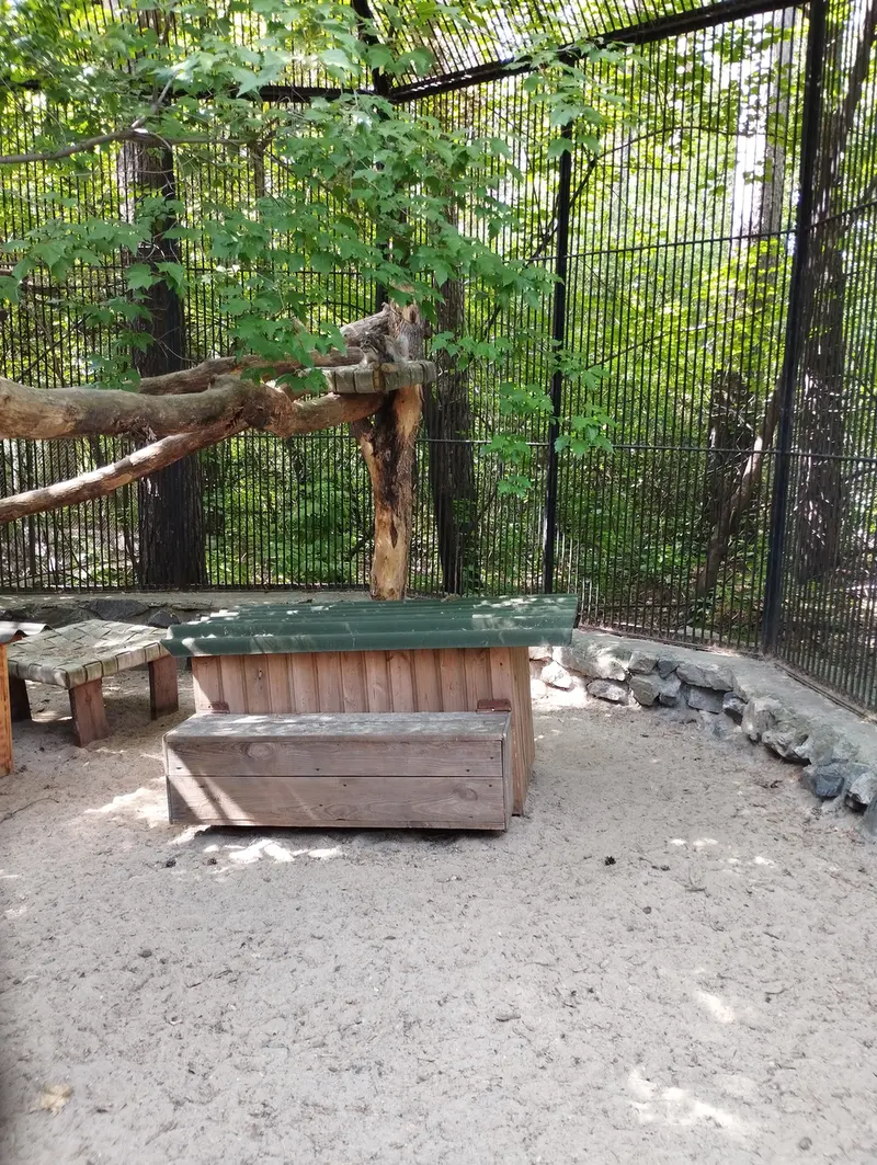 Фотография с манулом в Новосибирском Зоопарке