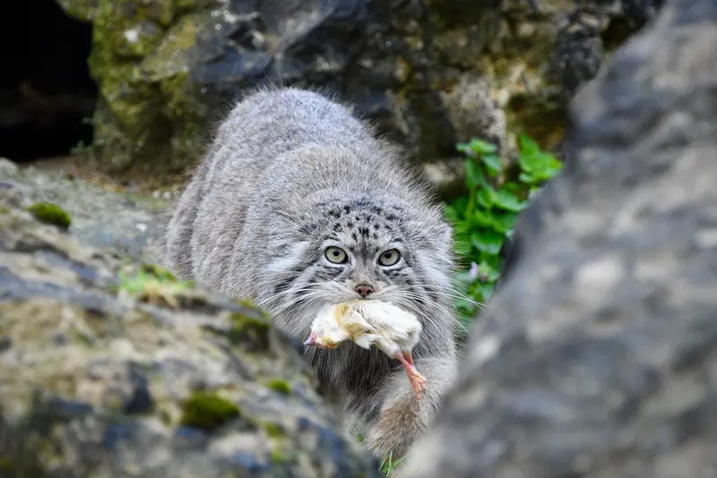 Фотография с манулом в Парке диких животных Порт-Лимпн