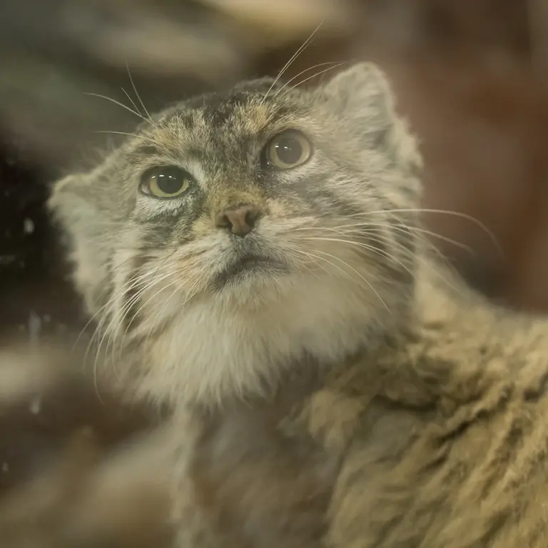 Фотография Примулы в Зоопарке Уено