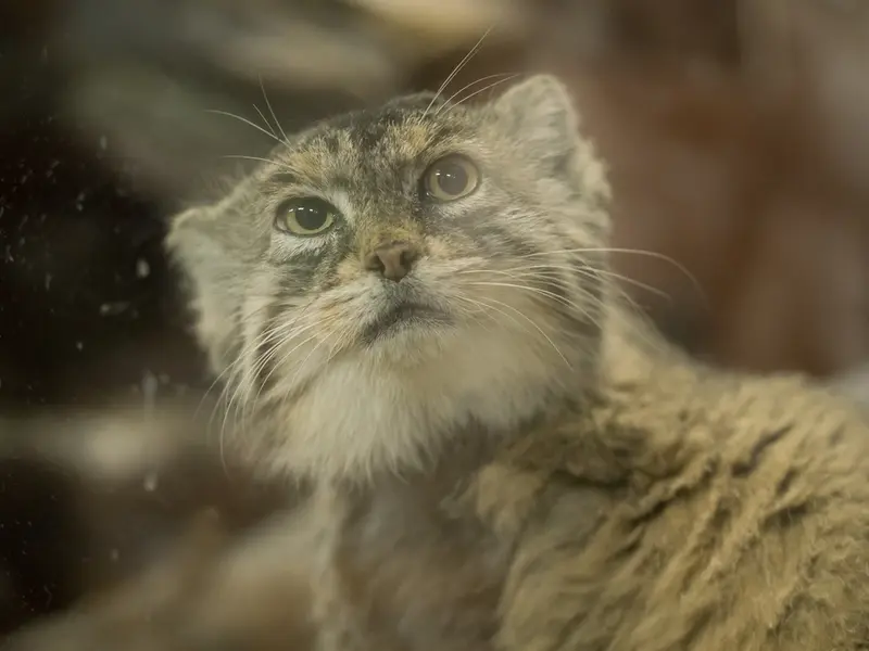 Фотография Примулы в Зоопарке Уено