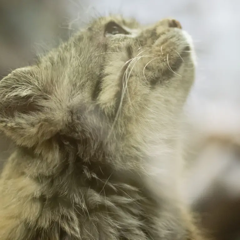 Фотография Примулы в Зоопарке Уено