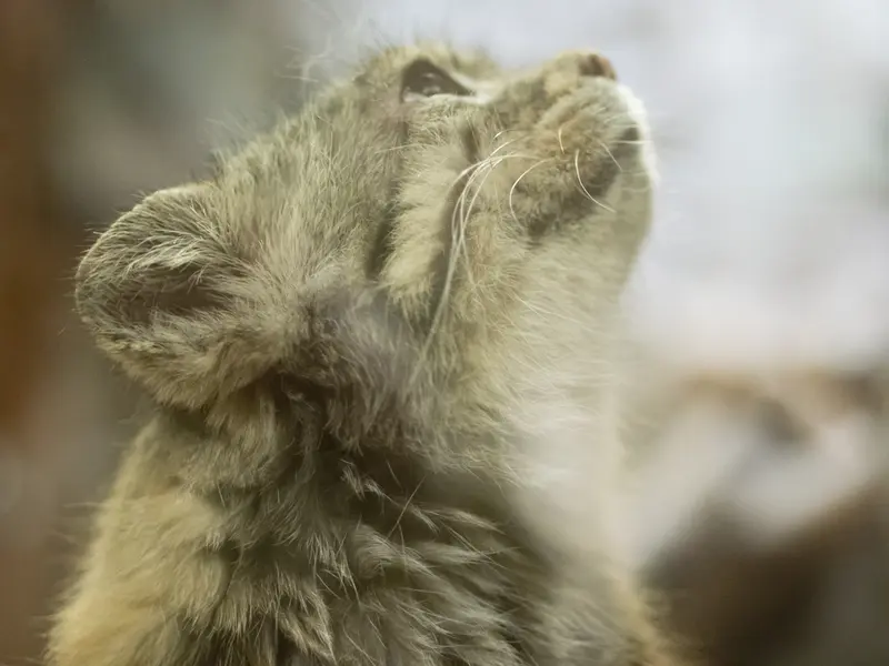 Фотография Примулы в Зоопарке Уено