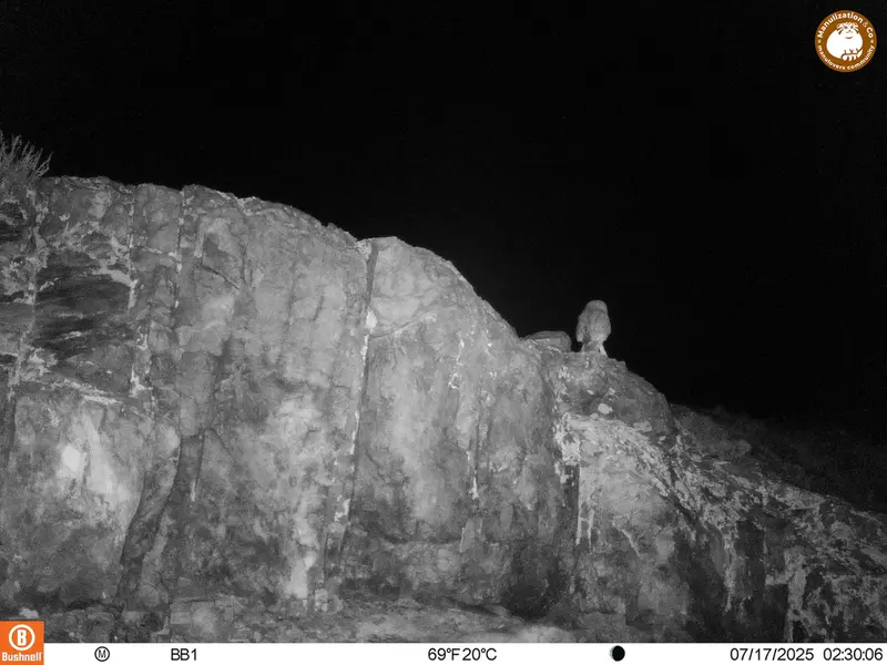 Фотография Домового сыча с фотоловушки Актас-Кункора [новинка]