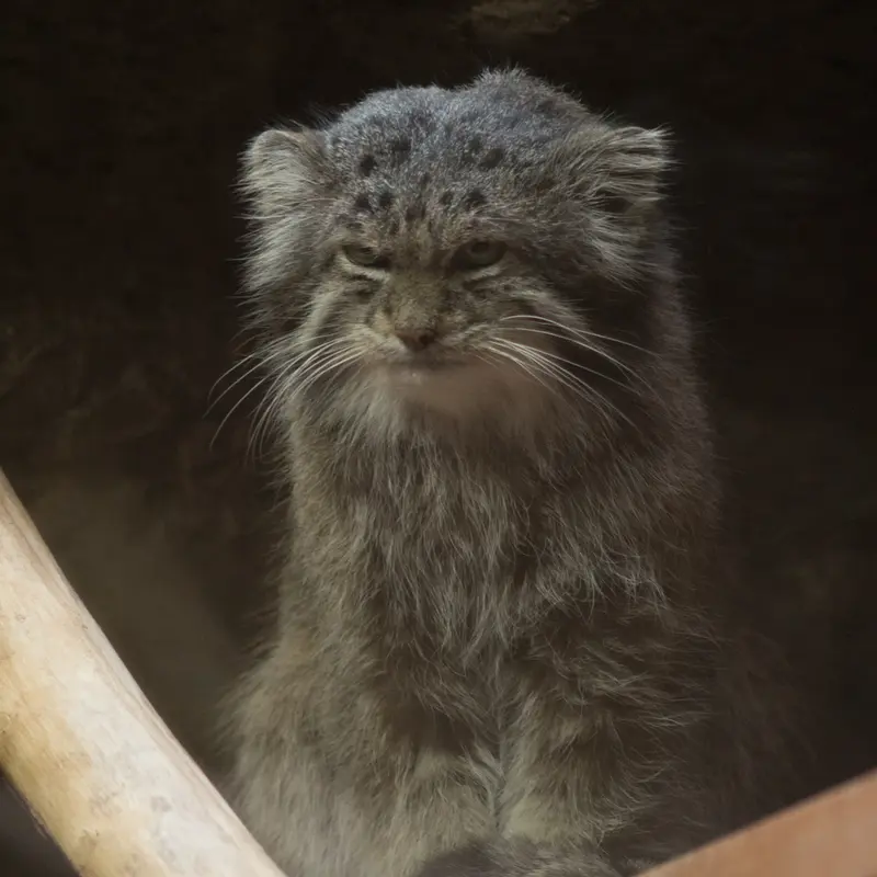 Фотография Клёна в Зоопарке Уено