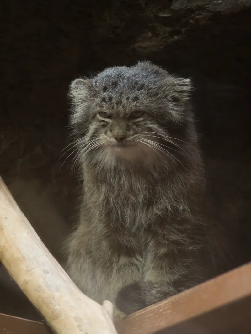 Фотография Клёна в Зоопарке Уено