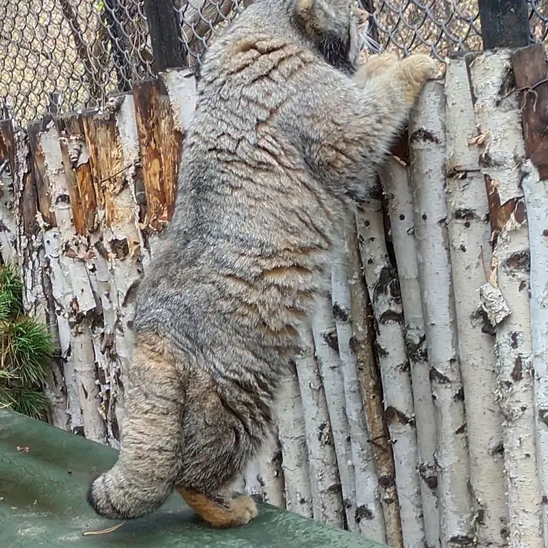 Фотография Караганды в Новосибирском Зоопарке