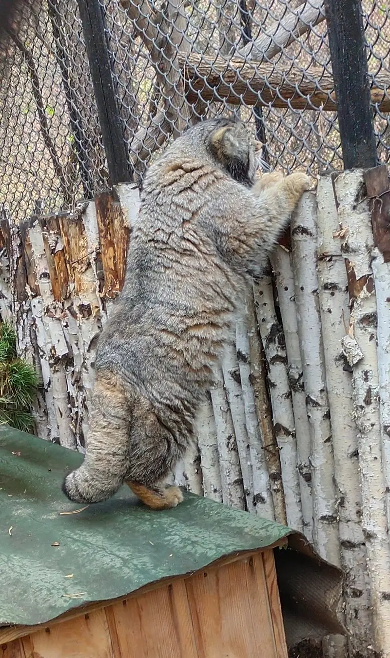 Фотография Караганды в Новосибирском Зоопарке