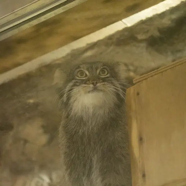 Фотография Фиги в Зоопарке Уено