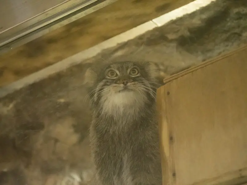 Фотография Фиги в Зоопарке Уено