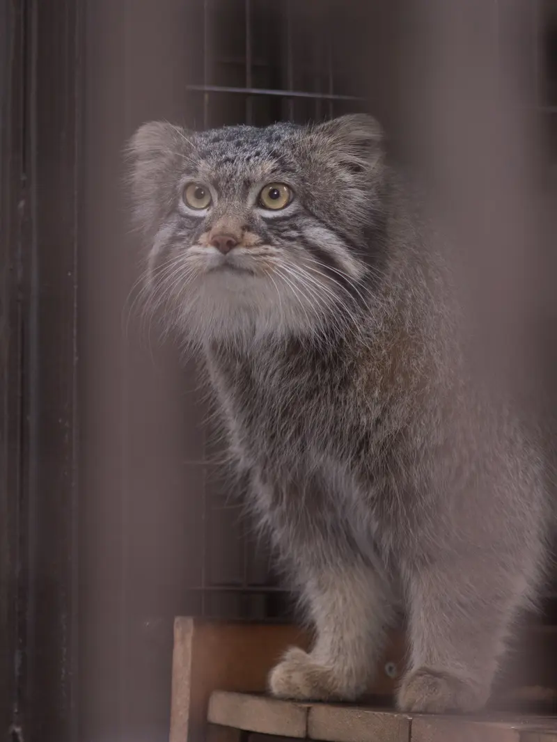 Фотография Фиги в Зоопарке Ногеяме