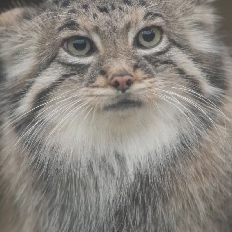 Фотография Аз в Царстве Животных Кобе