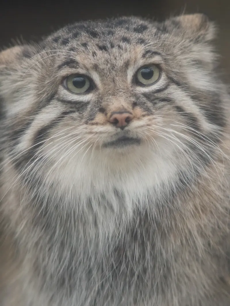 Фотография Аз в Царстве Животных Кобе