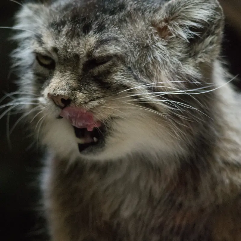 Фотография Примулы в Зоопарке Уено