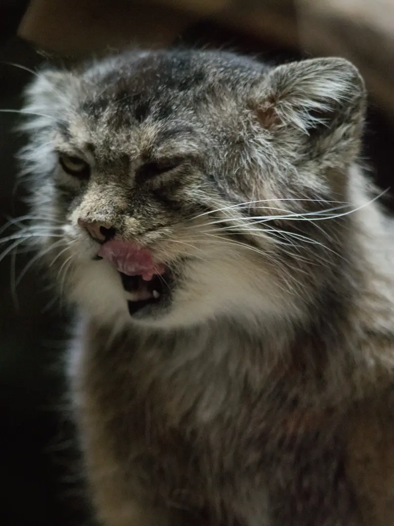 Фотография Примулы в Зоопарке Уено