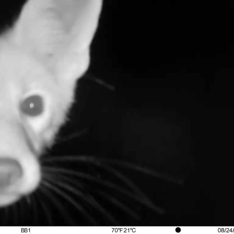 Фотография Рыжей лисицы с фотоловушки Актас-Кункора [новинка]